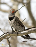 Northern Flicker